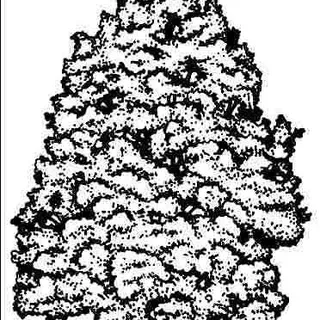 thumbnail for publication: Acer saccharinum 'Pyramidale': 'Pyramidale' Silver Maple